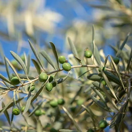 Pensjonat Mando Beachfront Stafylos