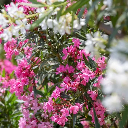 Pensjonat Mando Beachfront