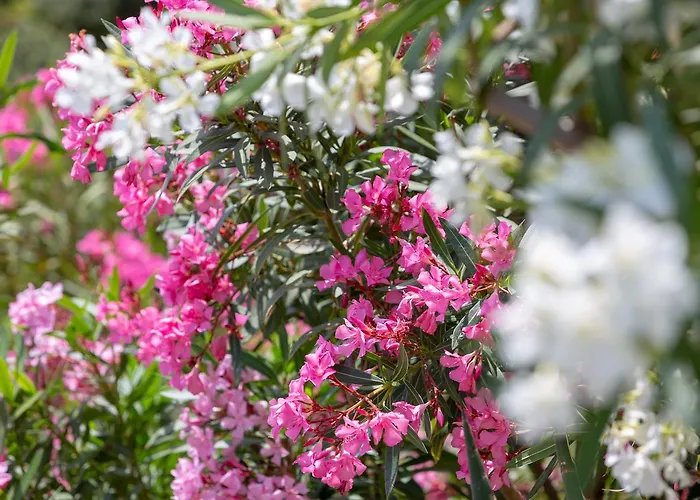 Гостевой дом Mando Beachfront